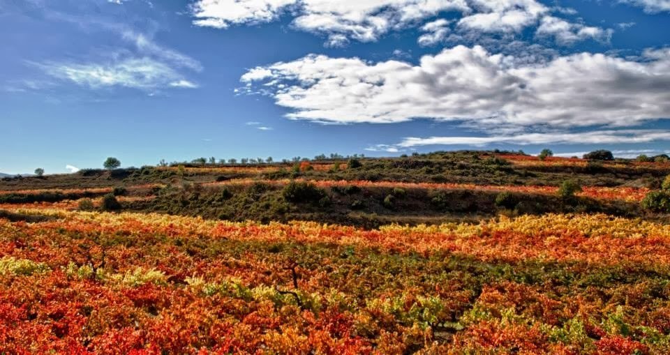 Bodegas Martínez Palacios