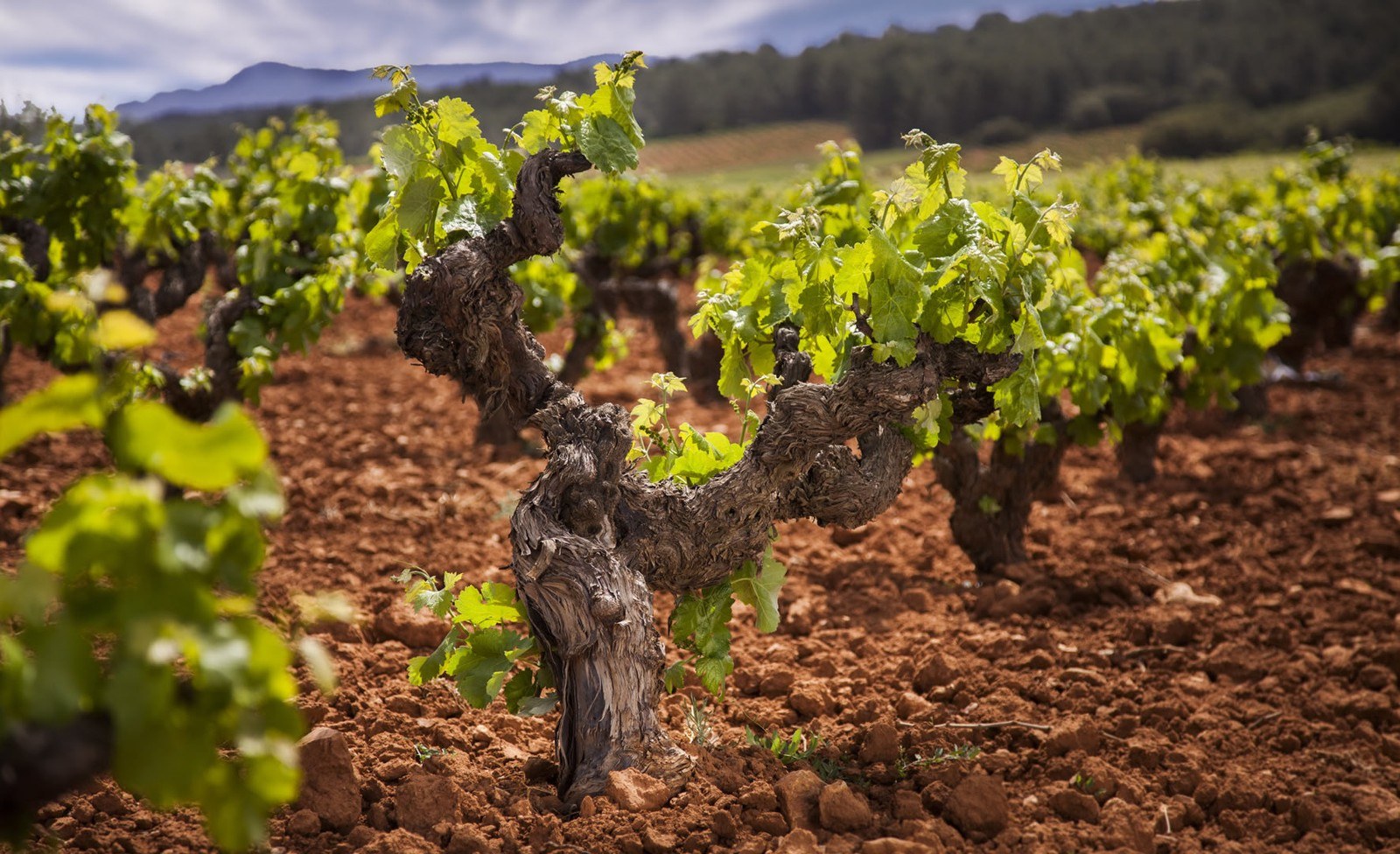 Bodegas Jiménez-Vila Hnos