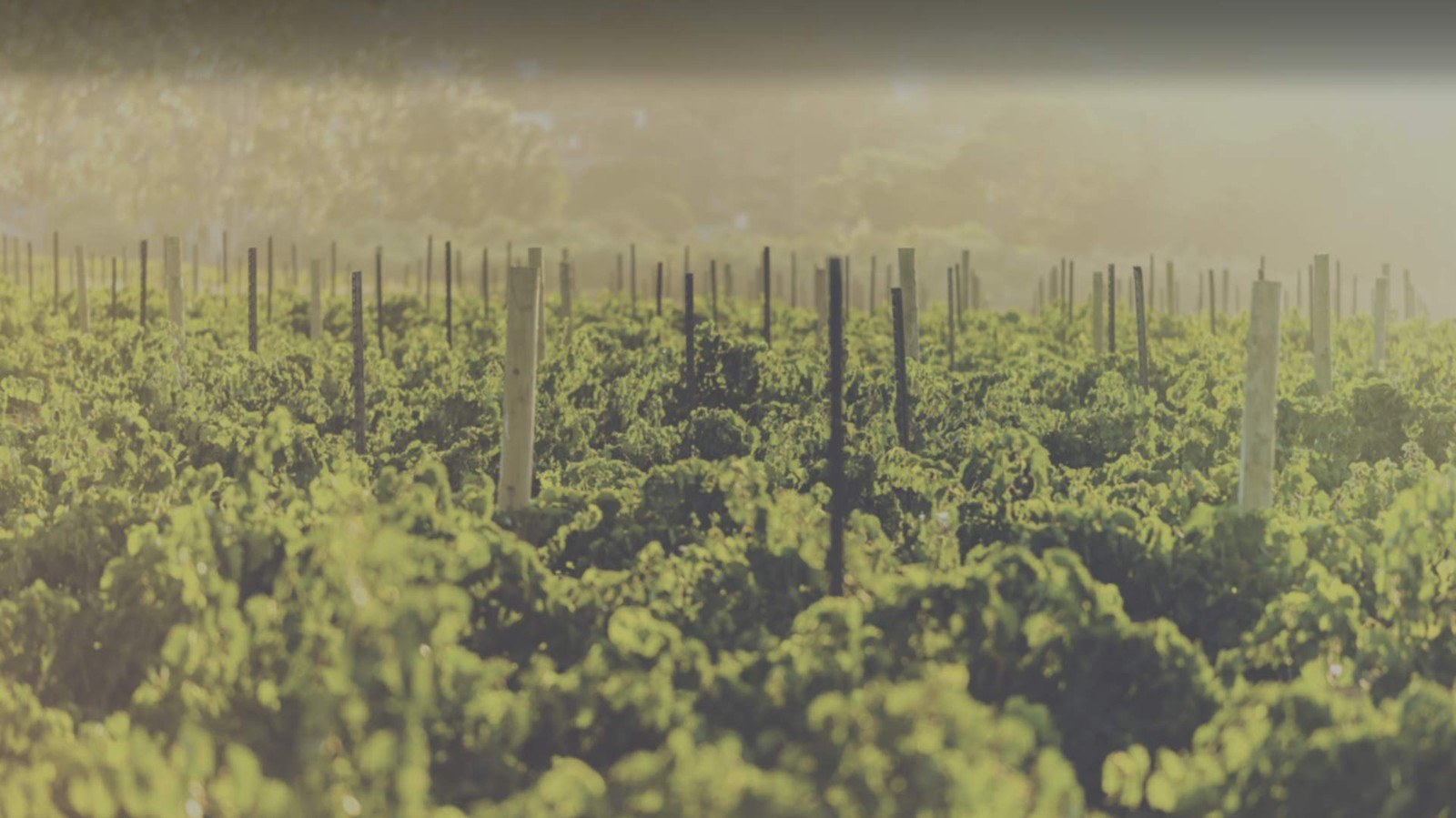 BODEGA VALDEHERMOSO