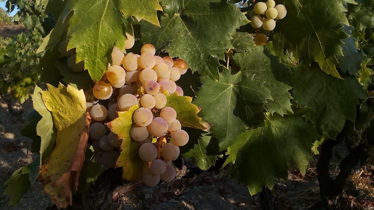 Cal Batllet - Celler Ripoll Sans
