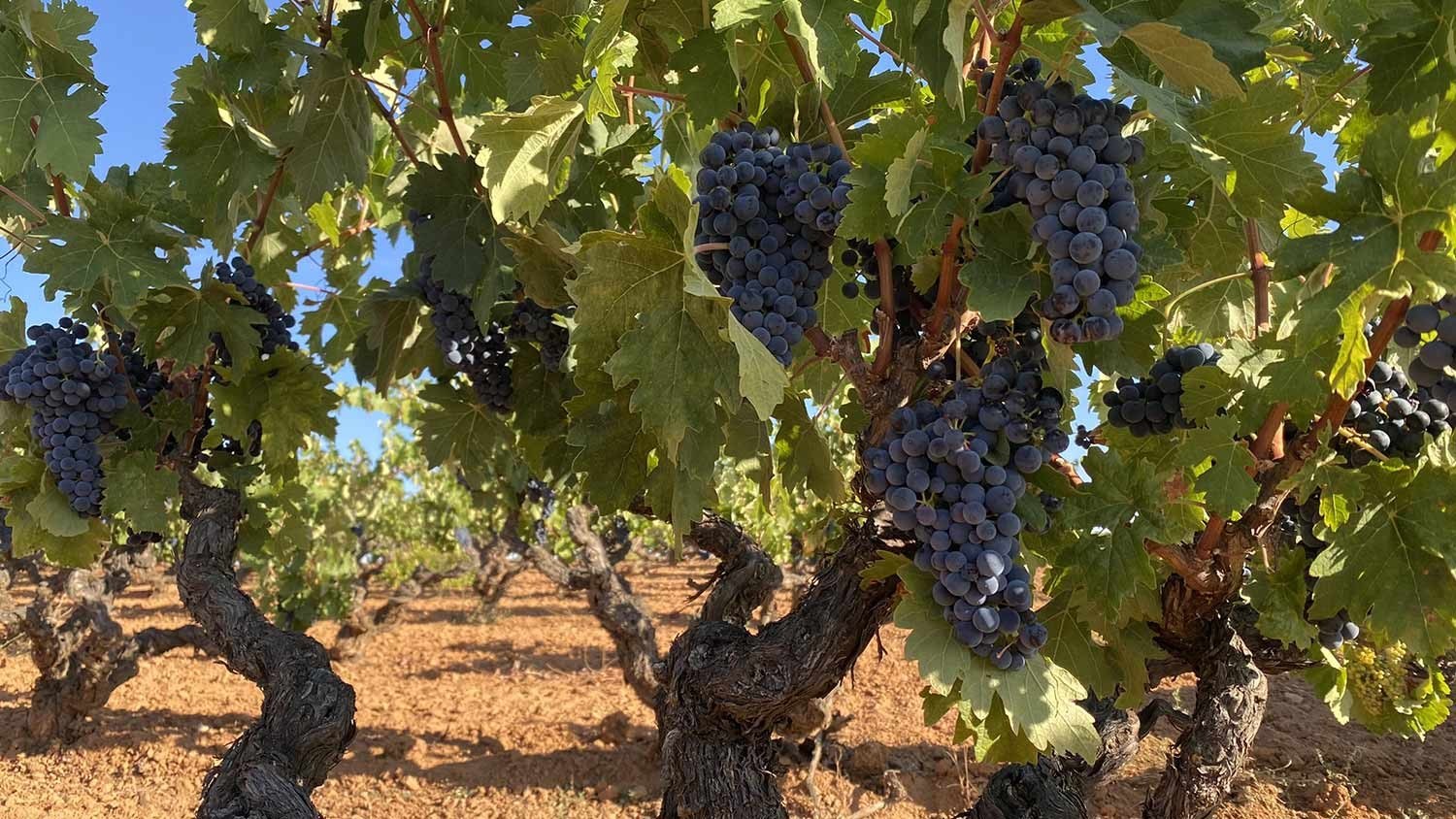 Bodegas y Viñedos Gallego Zapatero S.L. - Ribera del Duero