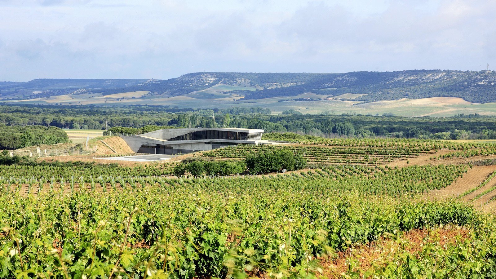 Bodega Tr3smano - Ribera del Duero