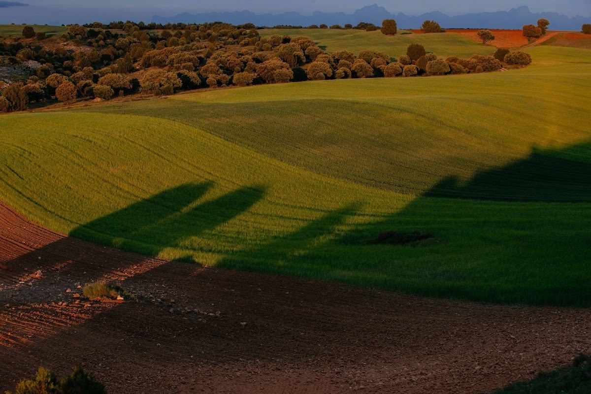 Junciera Jiné - Ribera del Duero