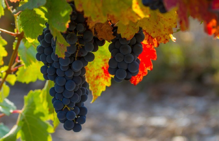 CONCEJO BODEGAS