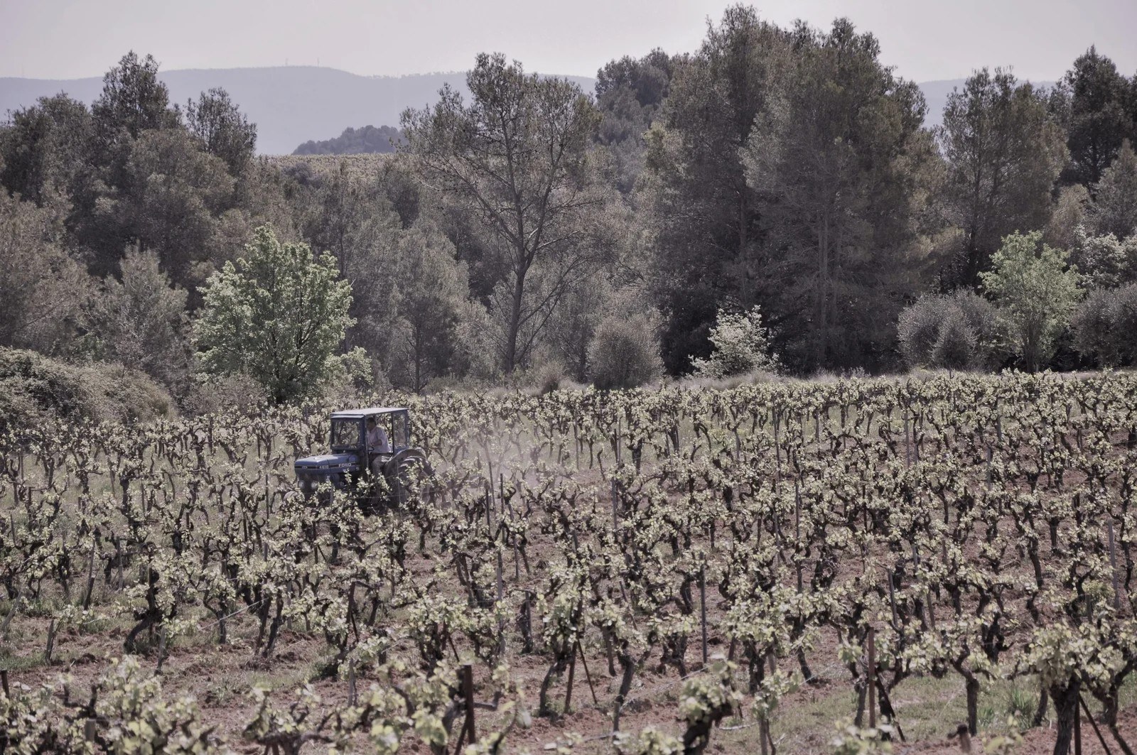 Cava Àngela Marquès Rigol
