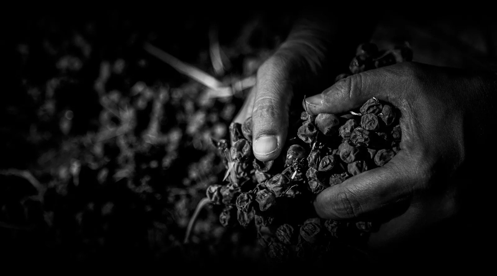 Bodegas XÍMENEZ-SPÍNOLA