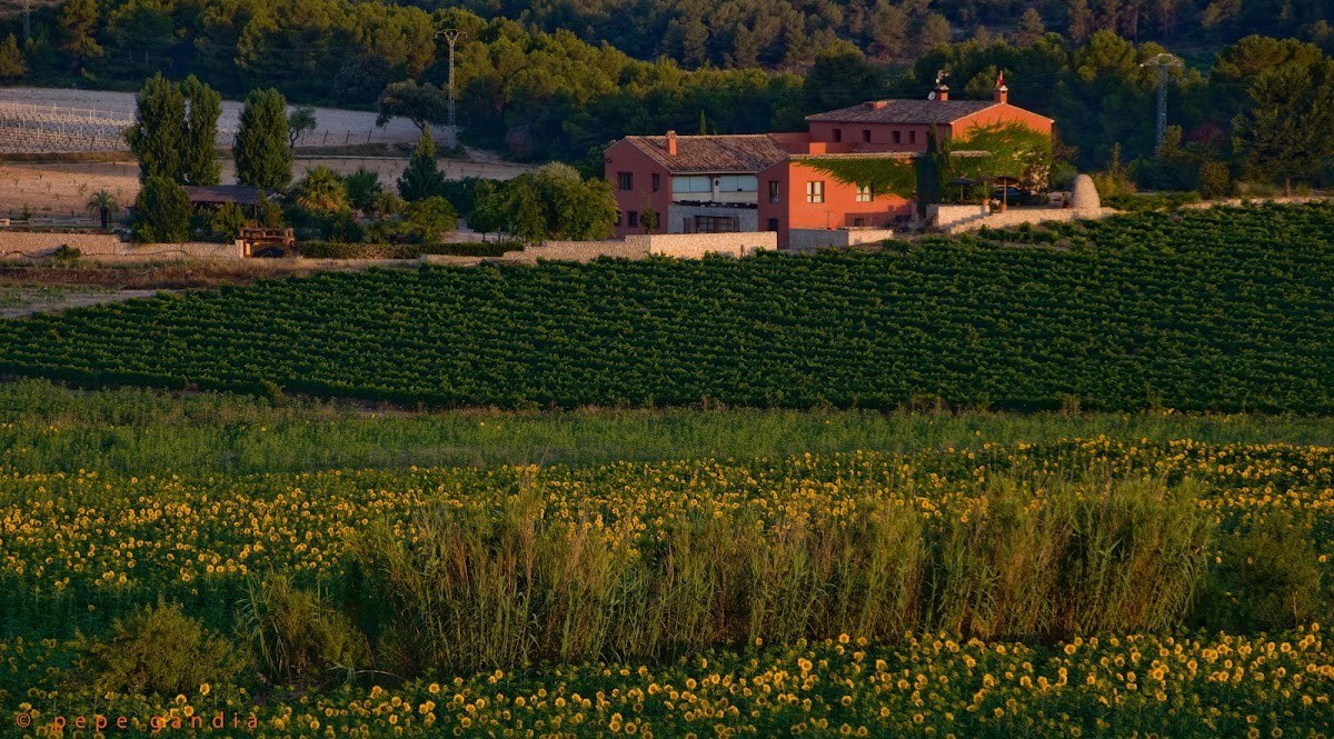 Celler Vinya Casa Egea