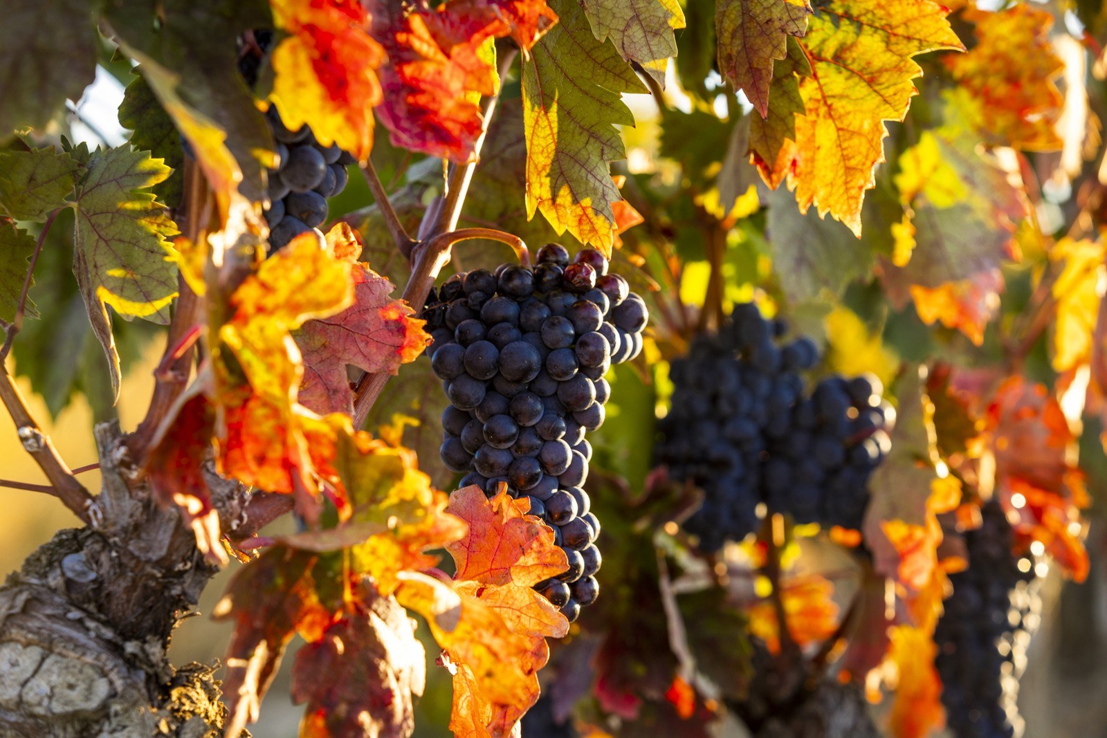 Bodegas Viña Laguardia