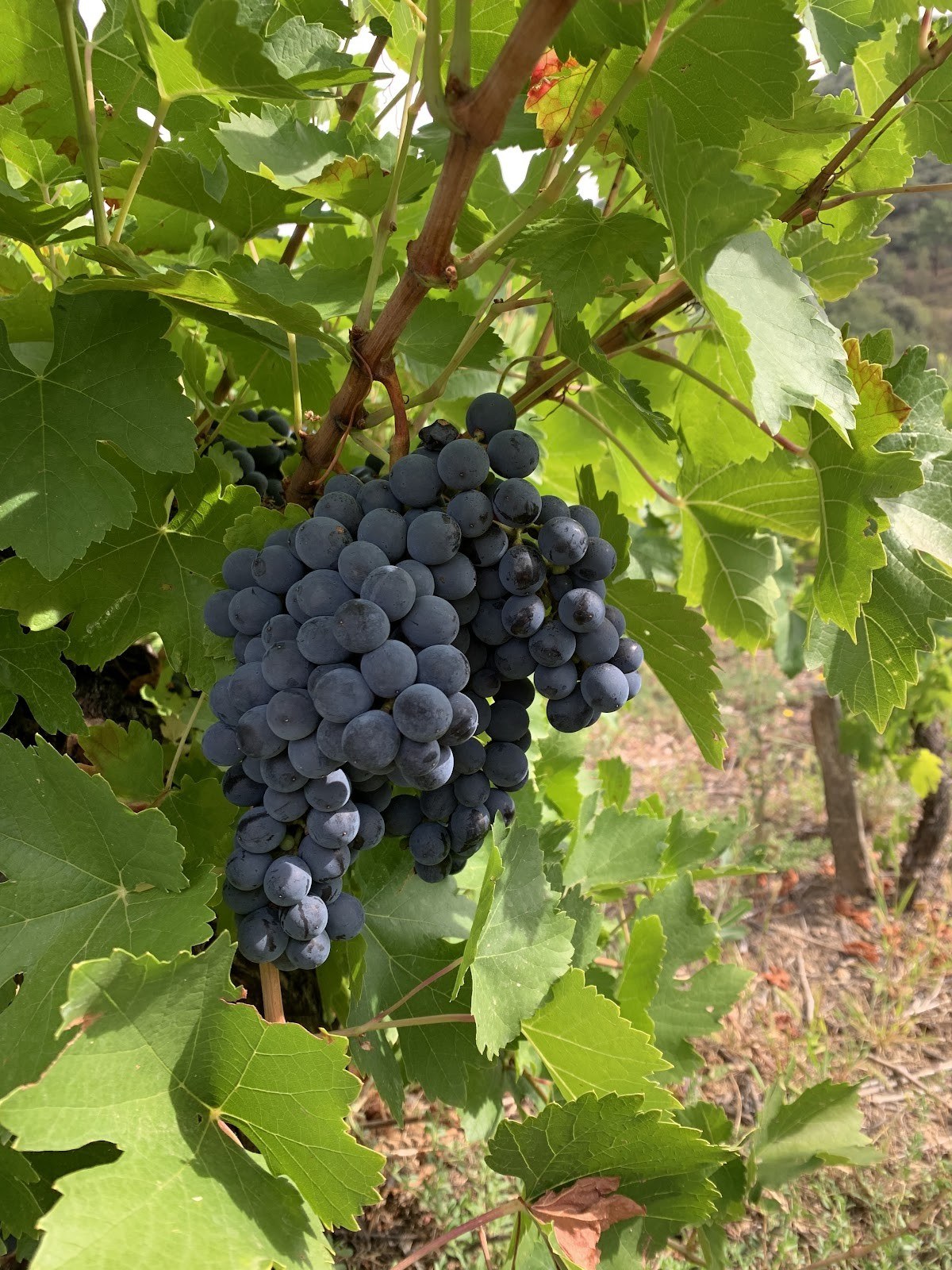 Bodegas El callejo