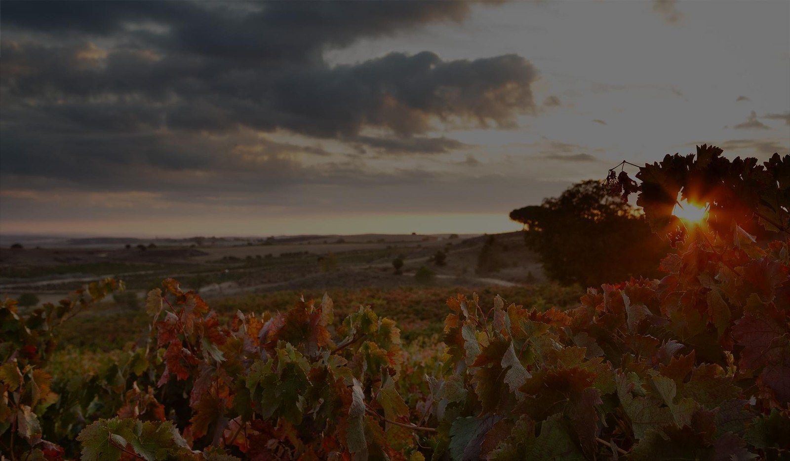 Bodegas Cosme Palacio