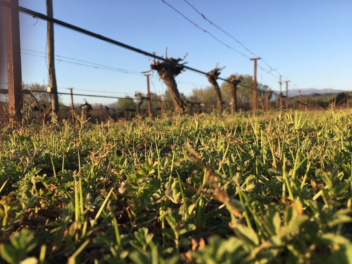Giannopoulos Vineyards