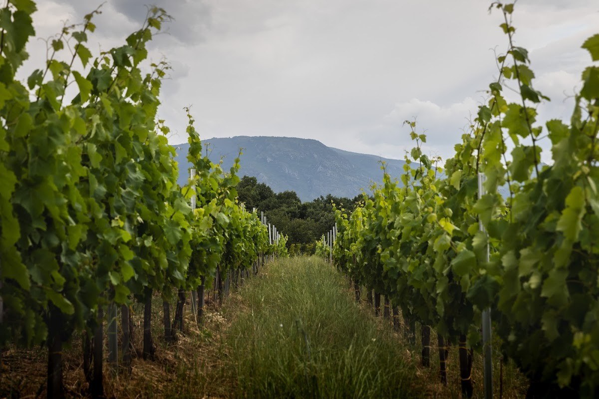 Domaine Ligas - Natural wines - Pella