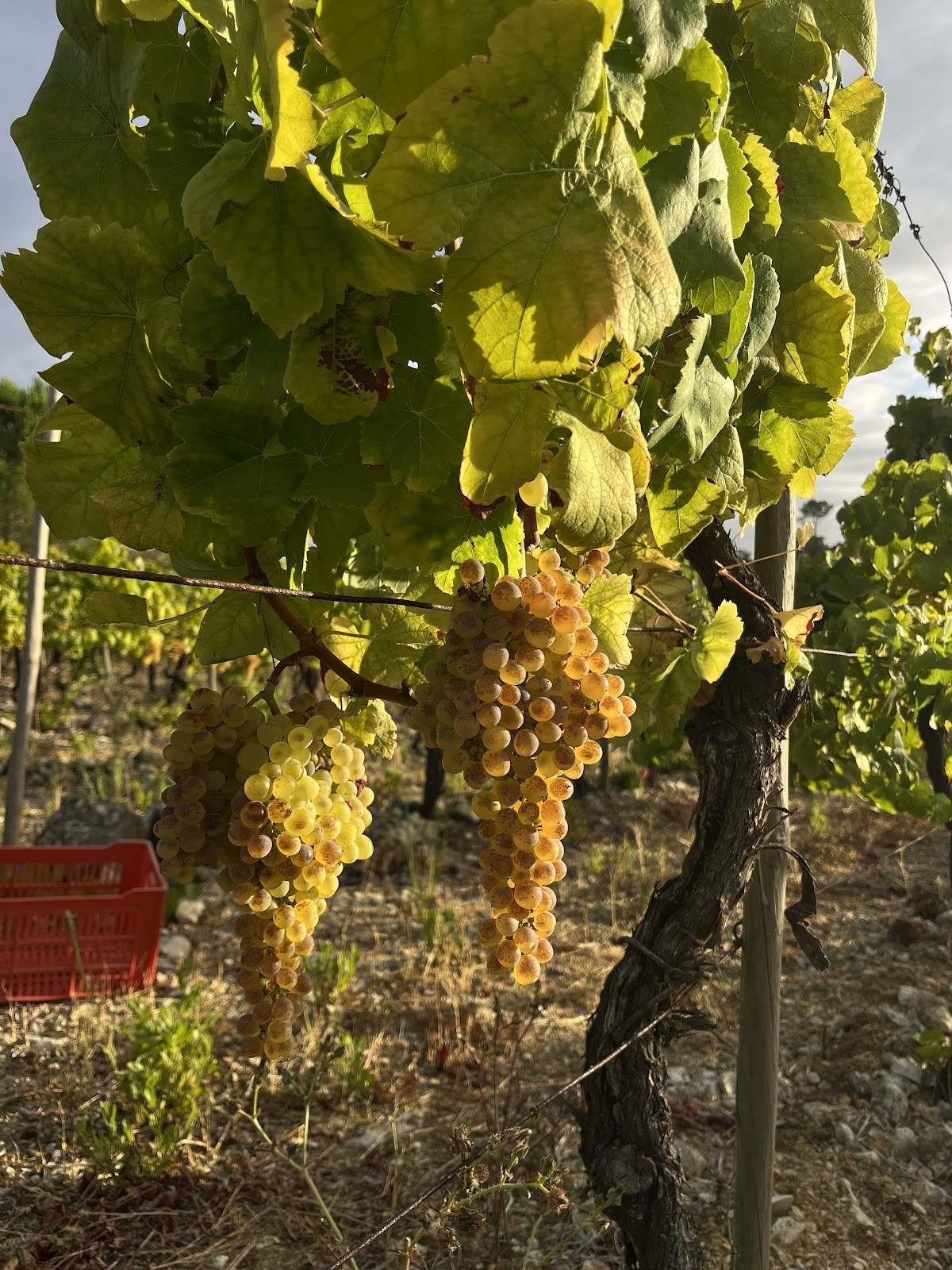 João Costeira Vinhos - BIRTUDES