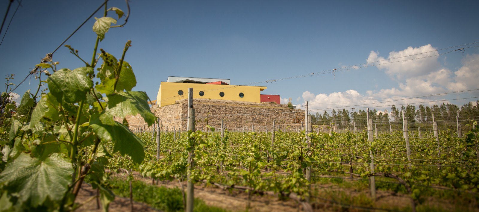 Quinta de Santa Cristina - Vinhos e Enoturismo