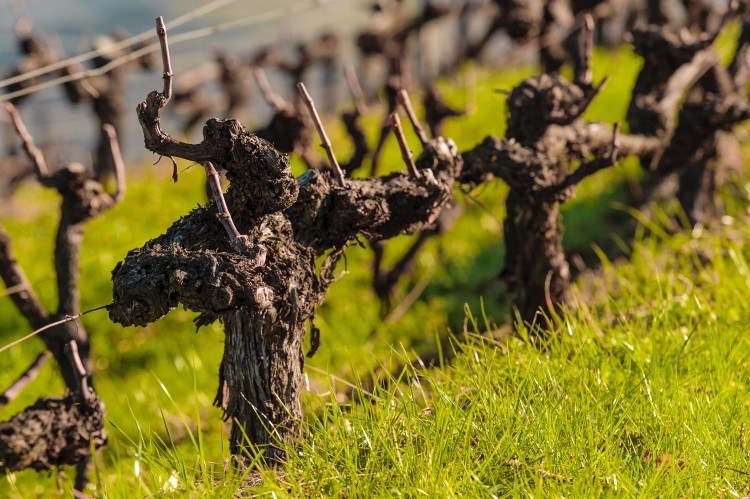 Martha's Wines & Spirits