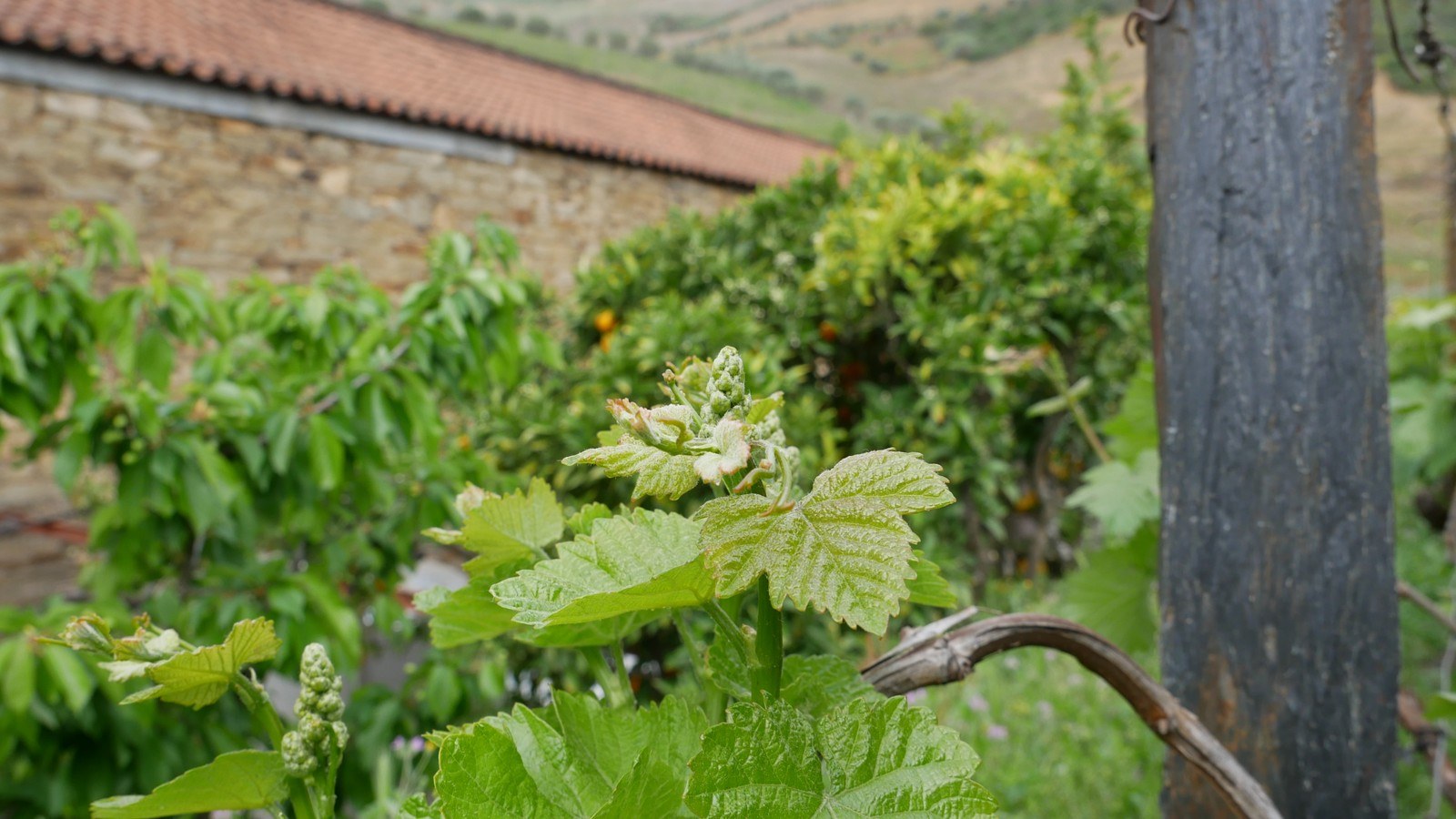 Quinta do Infantado, Vinhas, Adega e Turismo