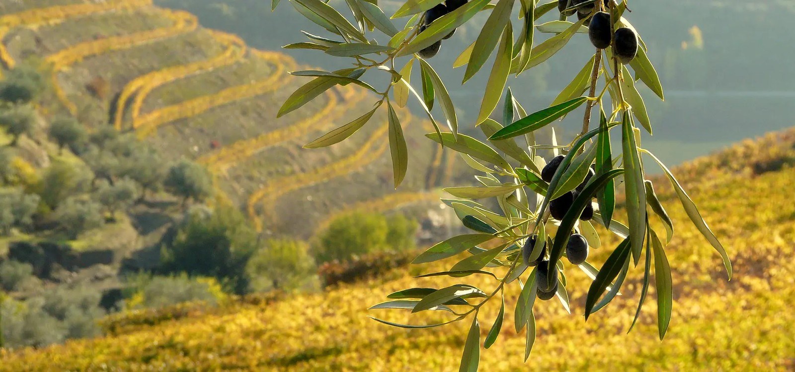 Quinta do Crasto