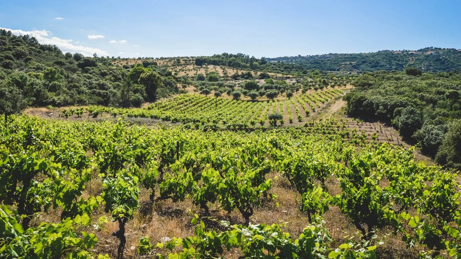 Quinta da Vineadouro - Family Vineyards & Wine Hotel