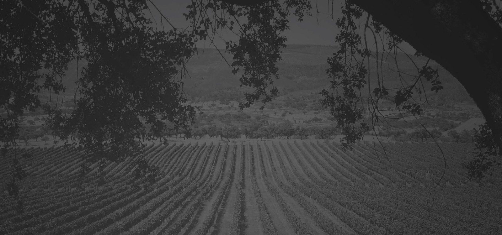Marcolino Sêbo - Wines & Oils
