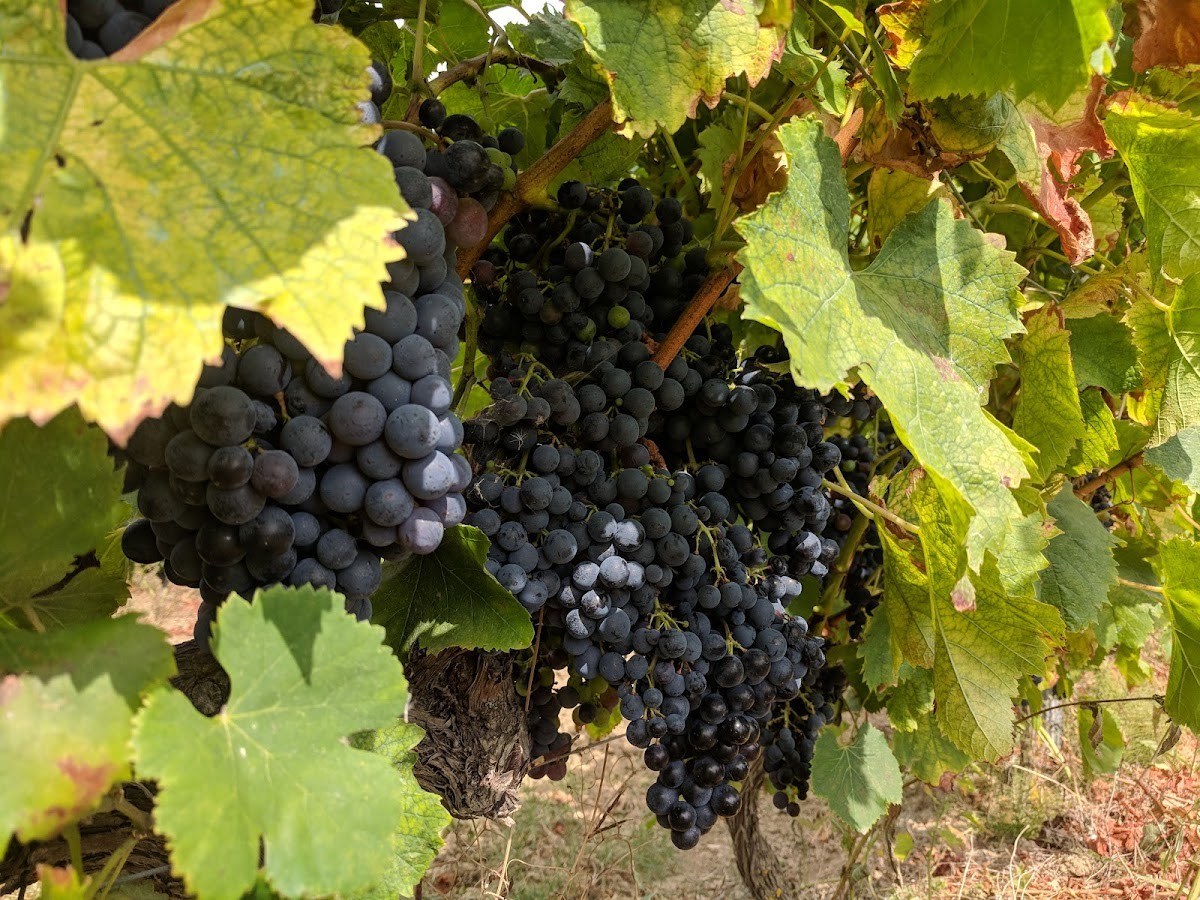 Quinta da Cutarela