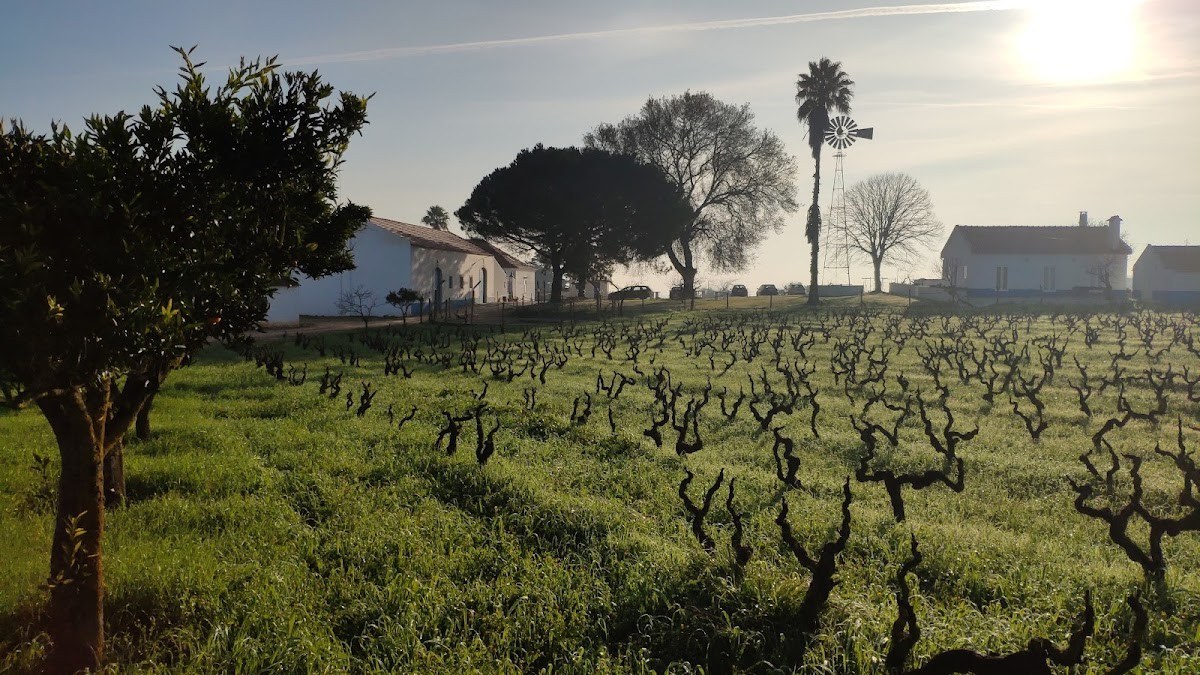 Quinta dos Filipes - Golden Grape