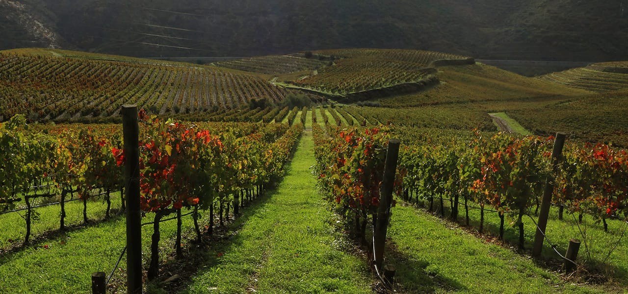 Quinta do Vale Meão