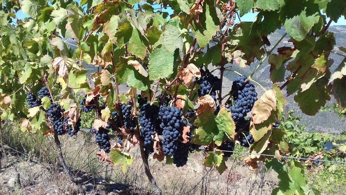 Quinta de Alaúde , van Luyt Estates "LUYT" wines
