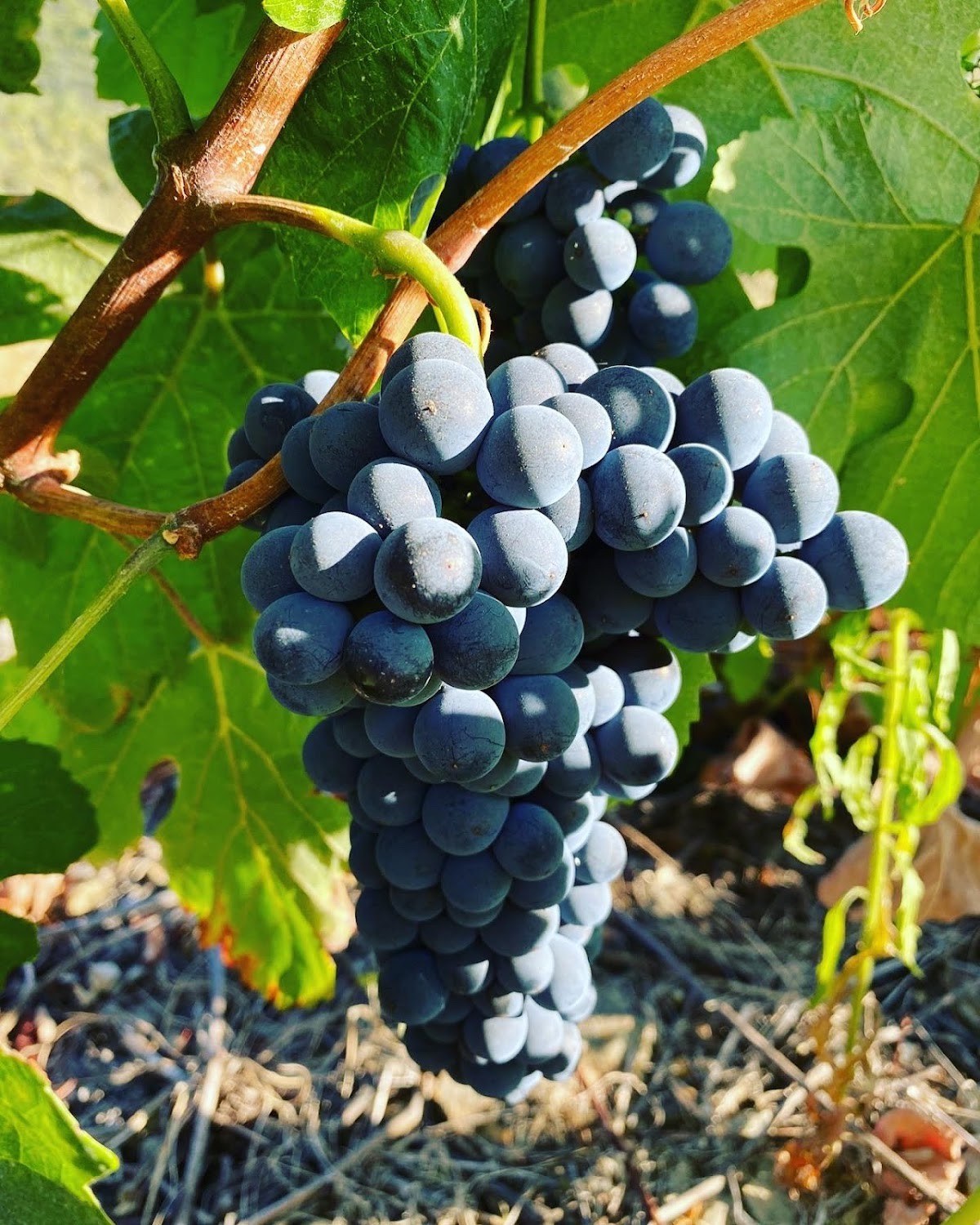 AMARrotado Wines
