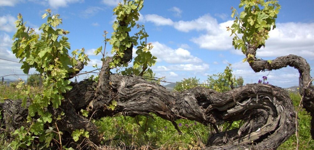 Vinhos Dona Berta
