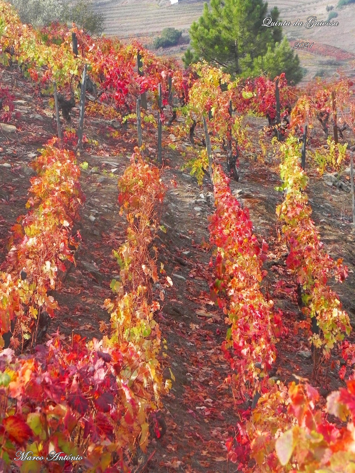 Quinta da Gaivosa