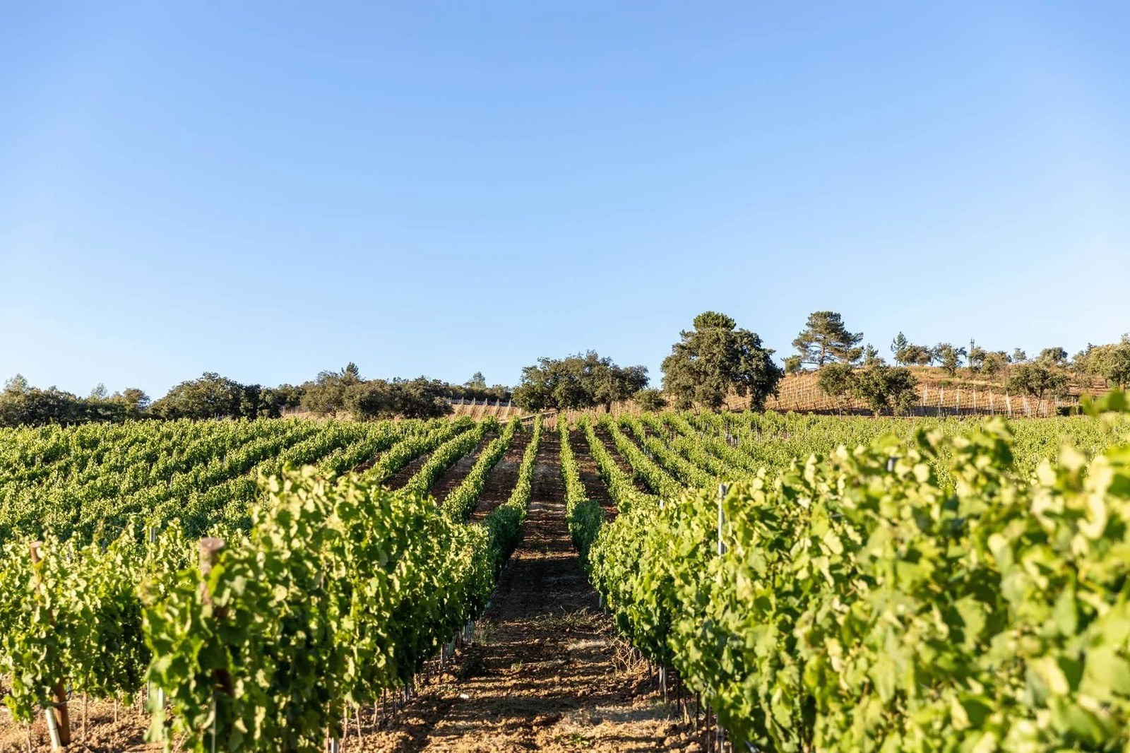 Quinta das Murgas - Enoturismo