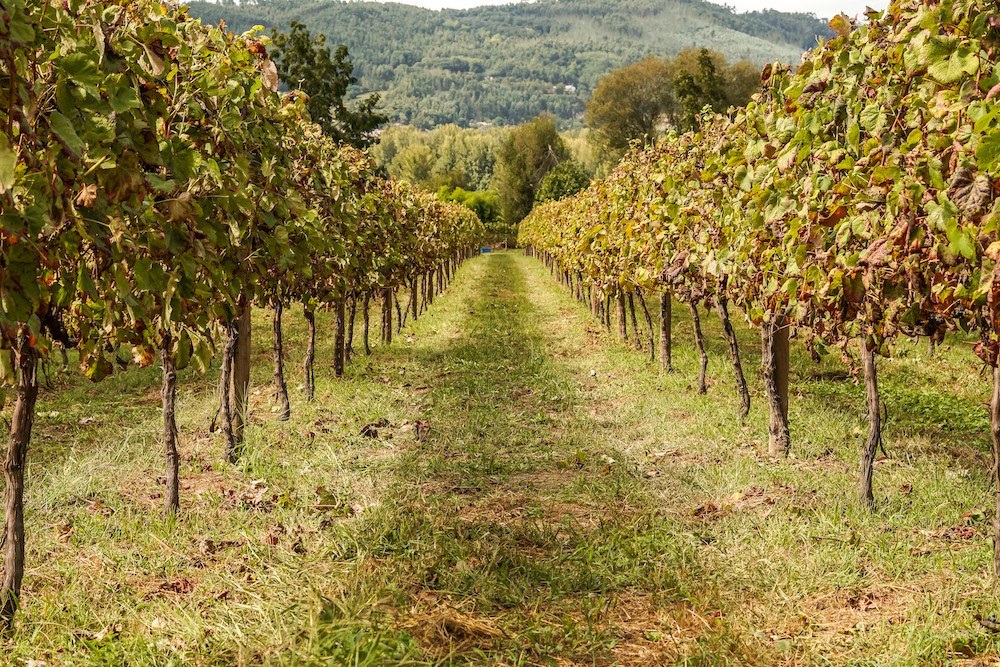 1720 Quinta da Cancela | Country House & Vineyard