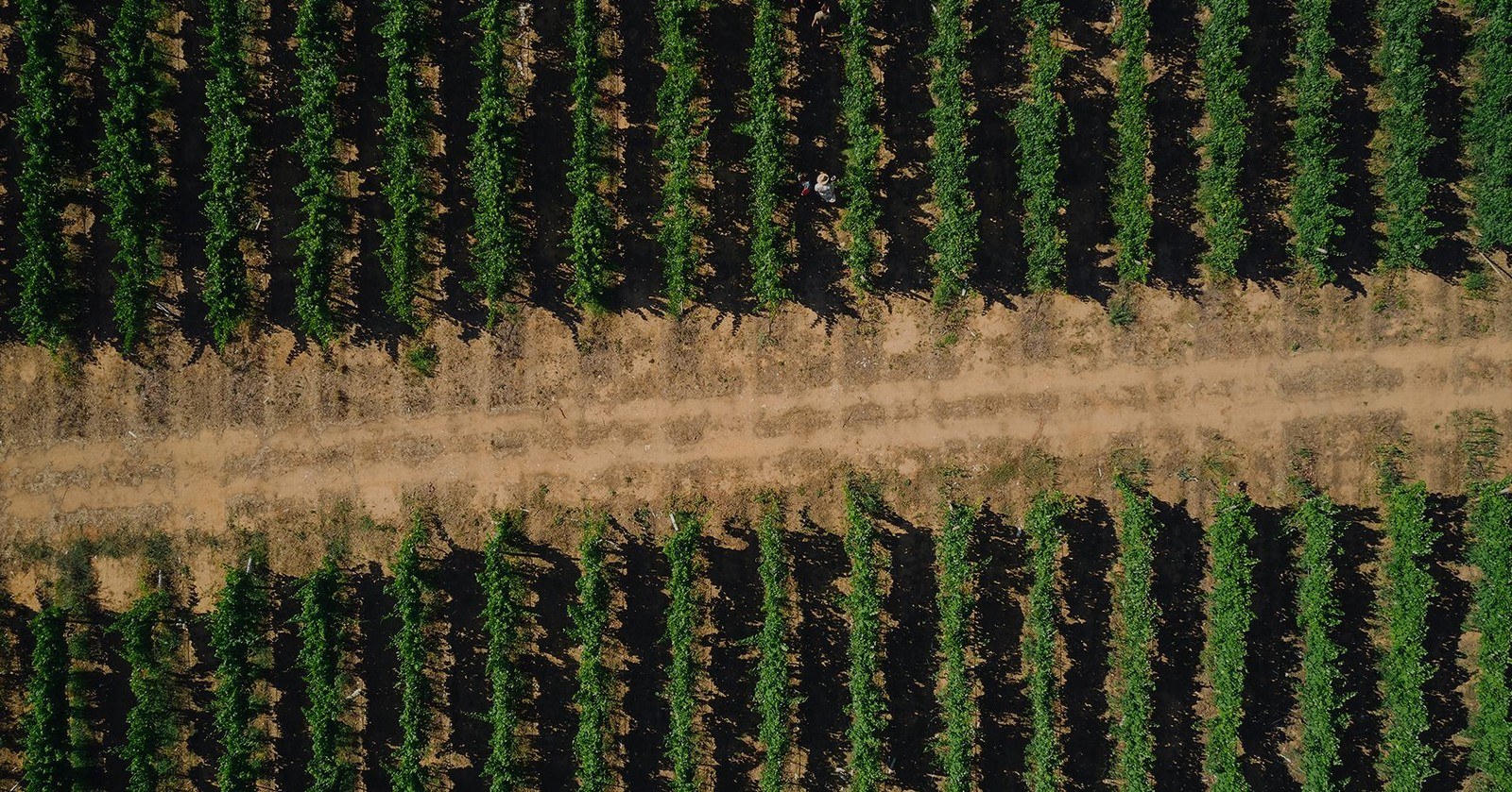 Paxá Wines, Lda.