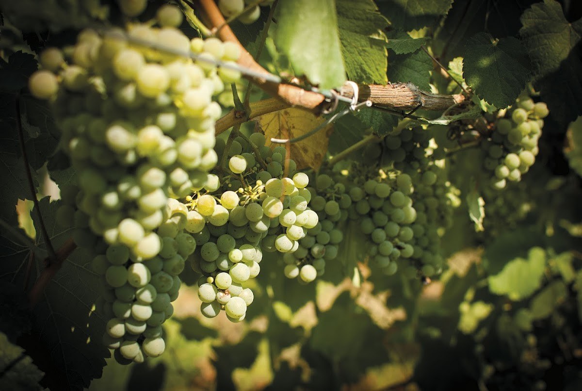 Alvarinho Poema