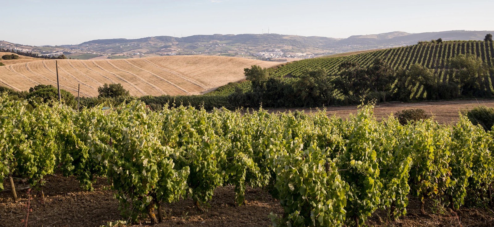 Vinhos Casal da Monteira