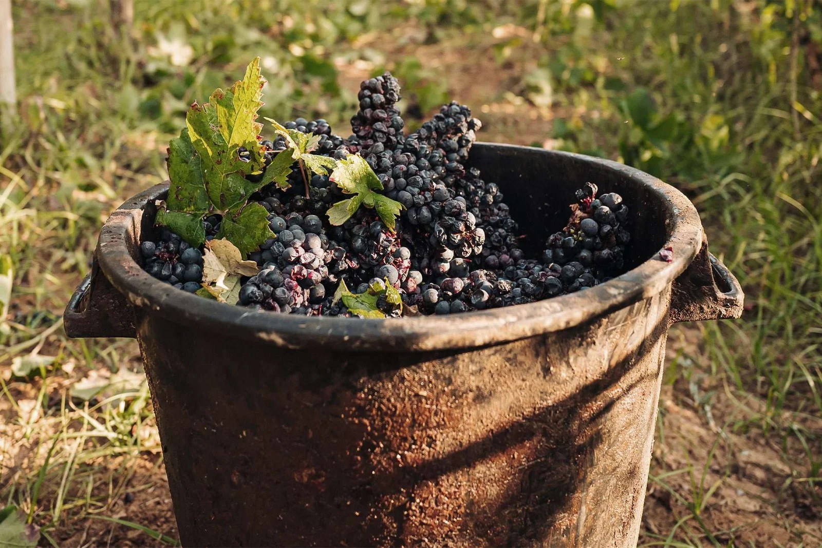 Quinta do Vale Benfeito