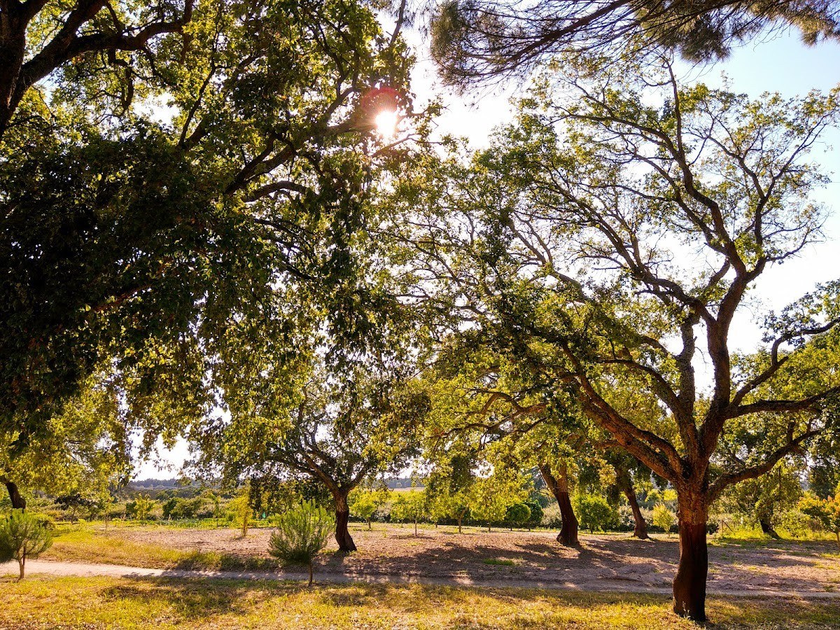 Quinta do Bairro Falcão