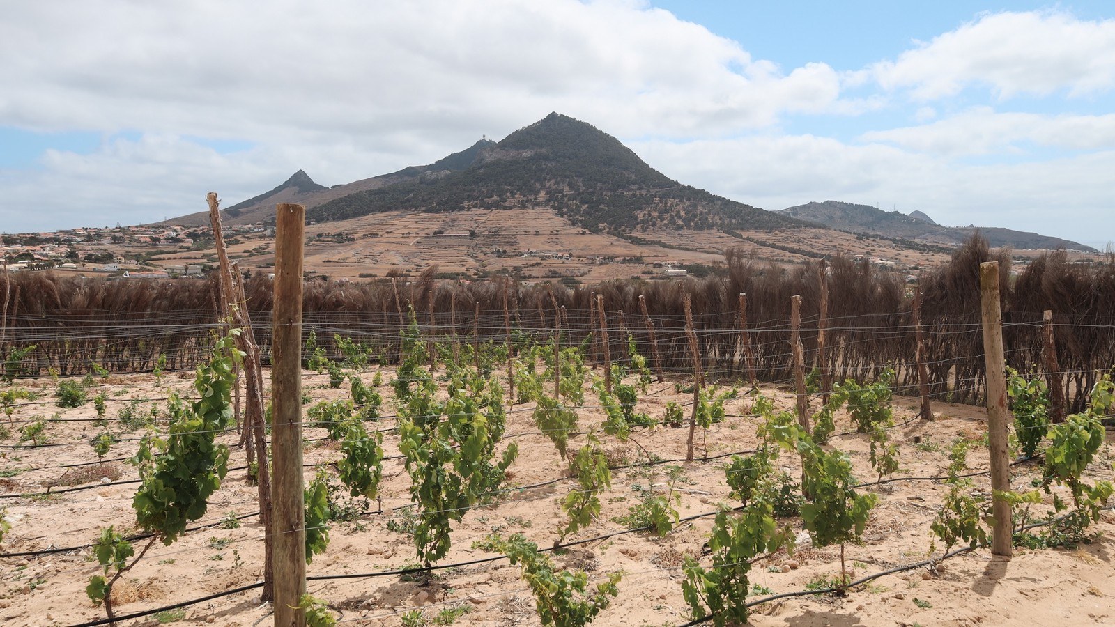 Quinta do Barbusano winery
