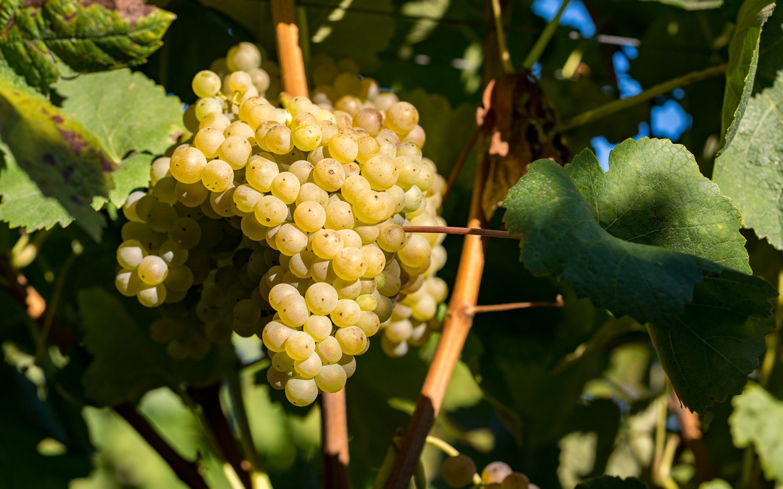 Quinta de Argemil