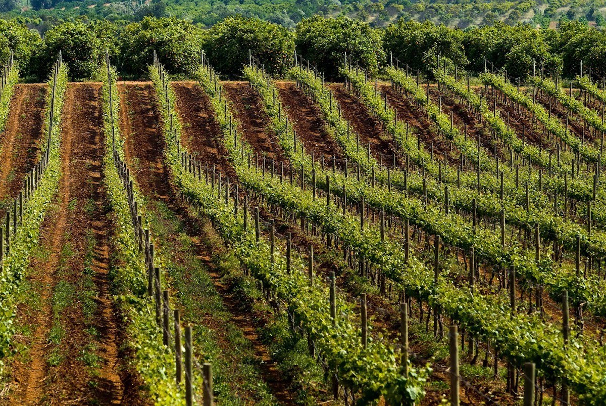 QBL | Quinta do Barranco Longo | Algarve Wine