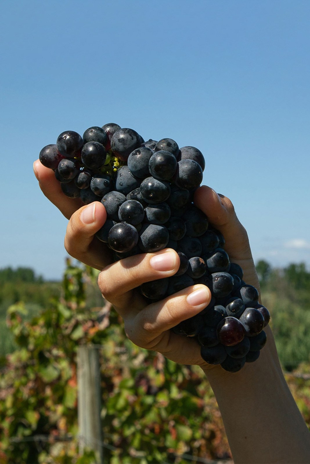Quinta Da Mata Fidalga - Agricultura E Turismo Rural Lda