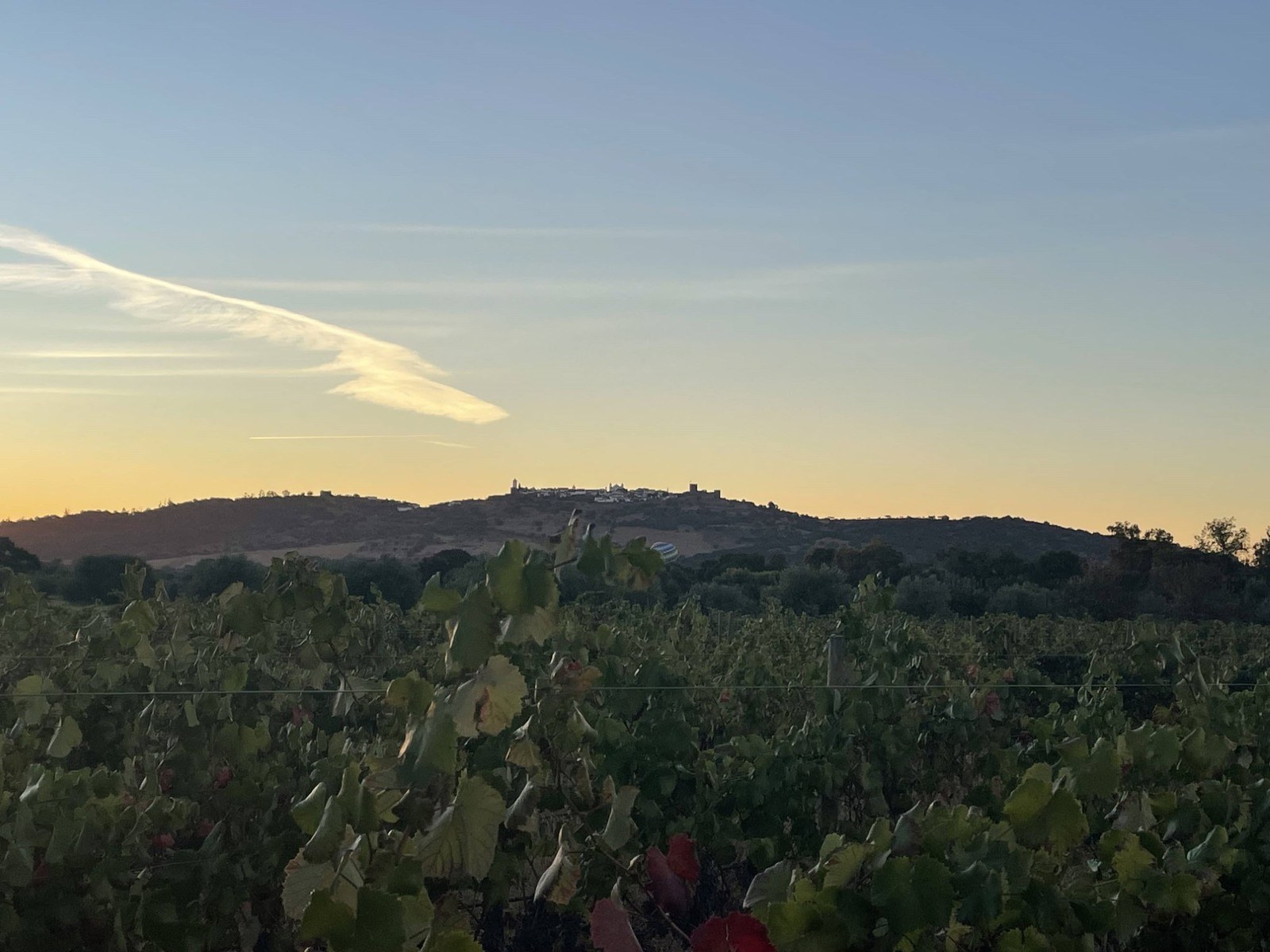 Kynaston Family Vineyards