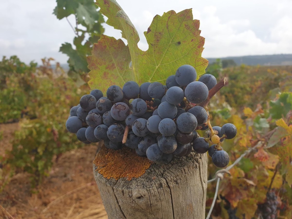 Quinta do Carneiro