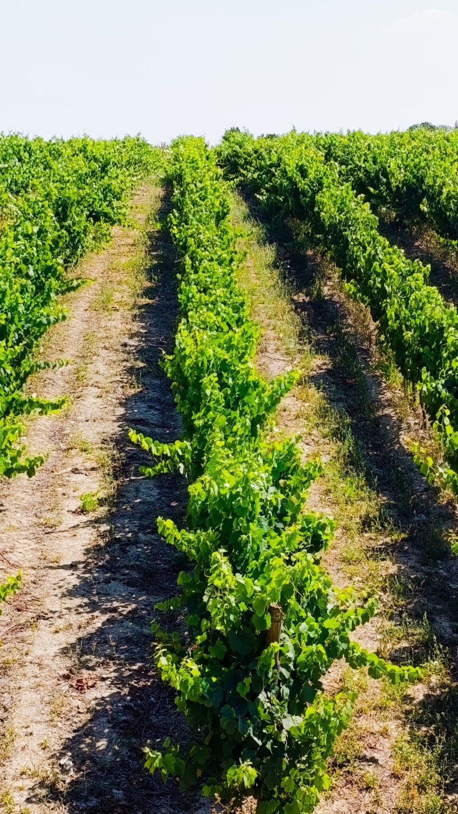 NR WINERY Vineyards