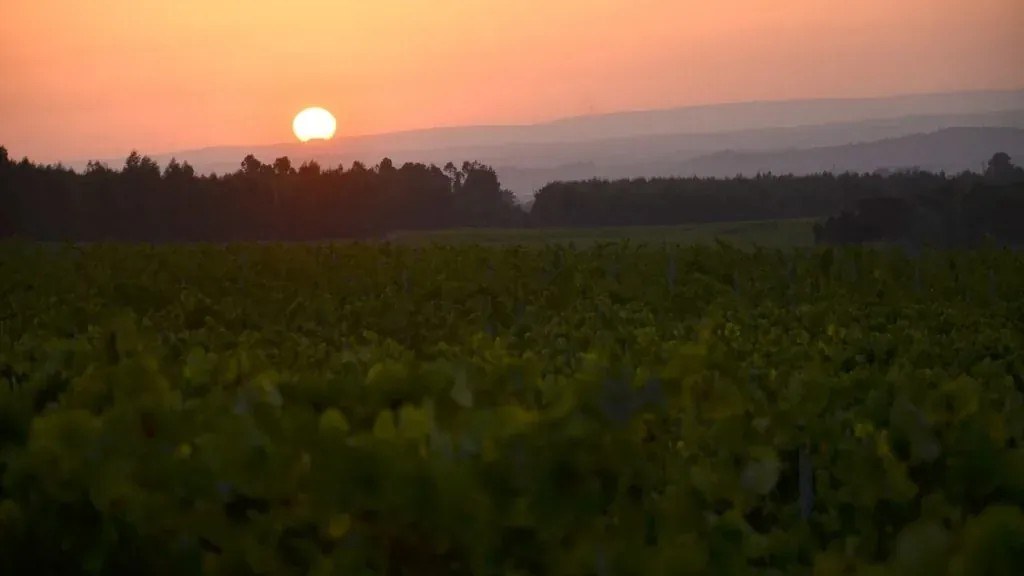 Pinhal da Torre Vinhos S.A.