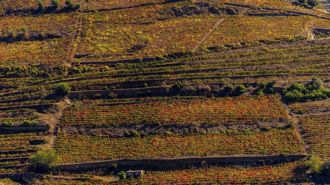 Porto Réccua Vinhos