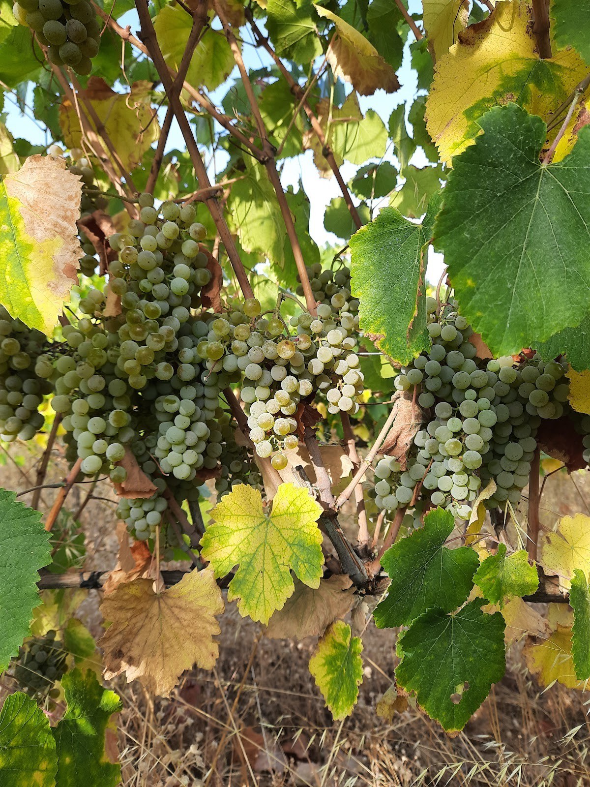 Quinta do Namorado