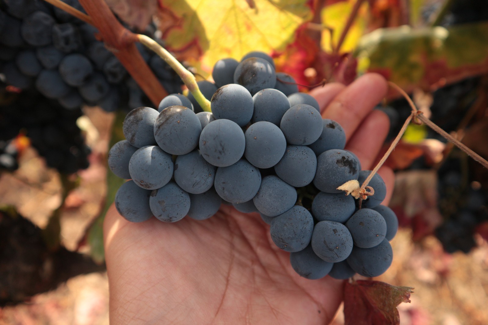 Quinta das Lamelas Wines