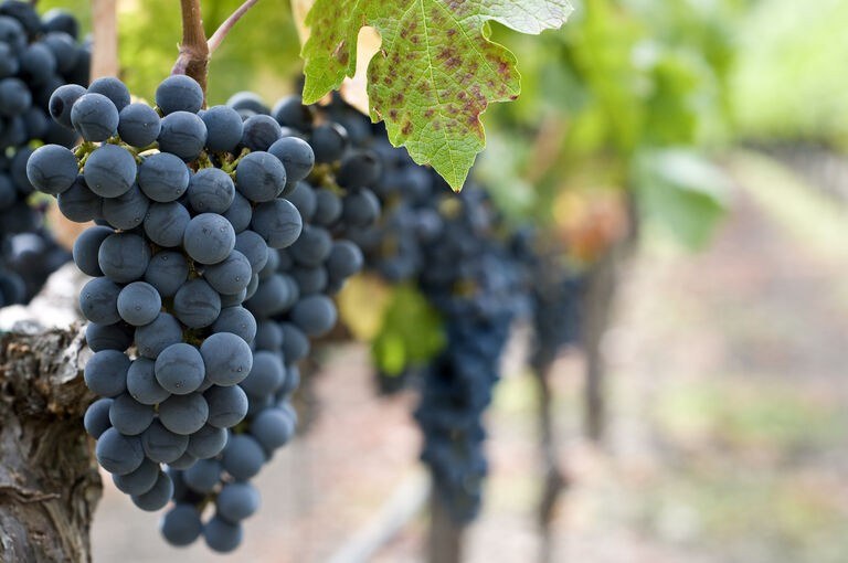 Pingo Doce Arruda dos Vinhos