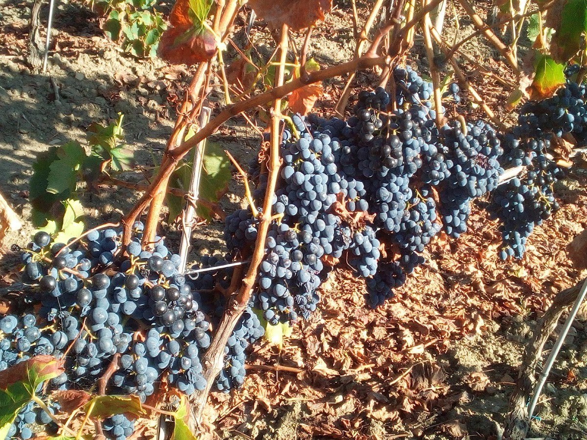 Vinho Apelativo